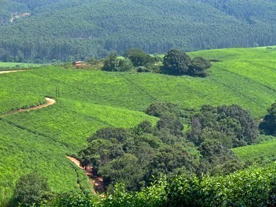 Südafrikanische Teekultur