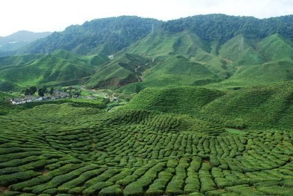 Tschung-Hun-Wing und der lebensrettende Tee